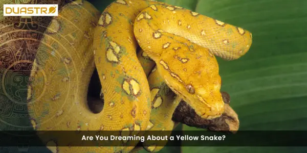 Are You Dreaming About a Yellow Snake?